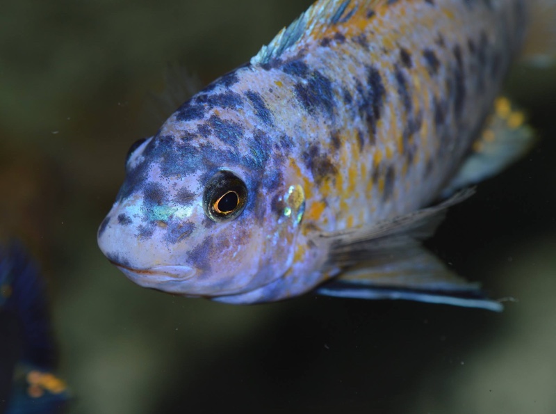 Labeotropheus fuelleborni 'Chinyankwazi Island'